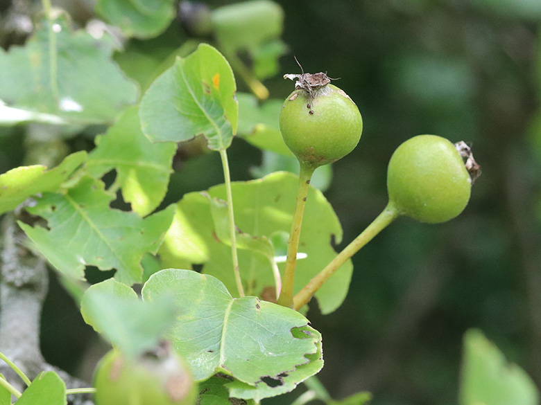 Pyrus pyraster