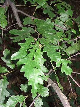 Quercus cerris