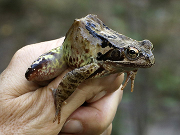 Rana temporaria