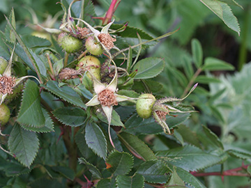 Rosa virginiana