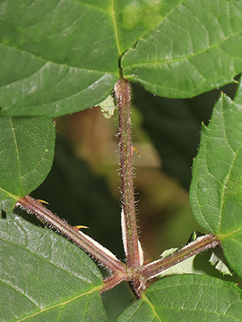 Rubus amiantinus