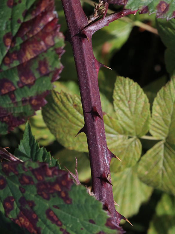 Rubus amiantinus