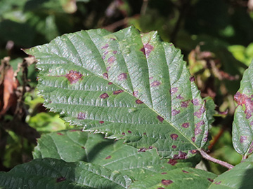 Rubus amiantinus