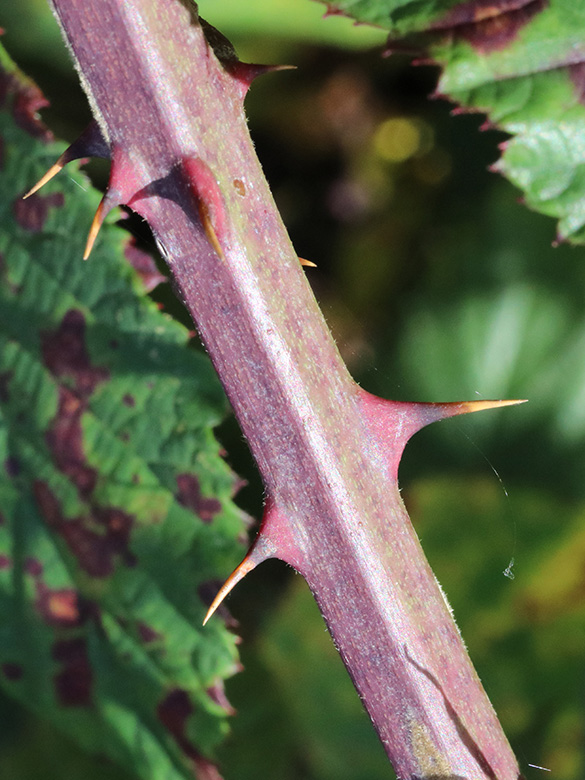 Rubus amiantinus