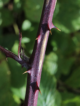 Rubus amiantinus