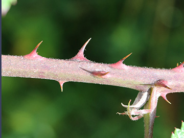 Rubus amiantinus