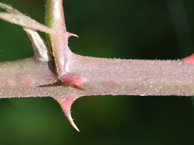 Rubus amiantinus