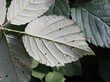 Rubus amiantinus