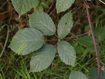 Rubus amiantinus