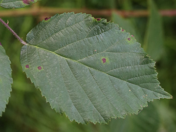Rubus amiantinus