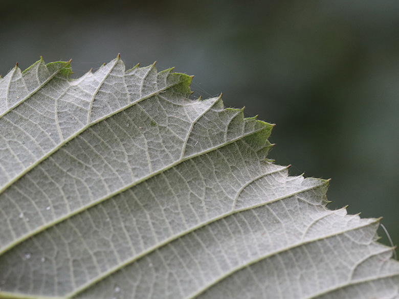 Rubus amiantinus
