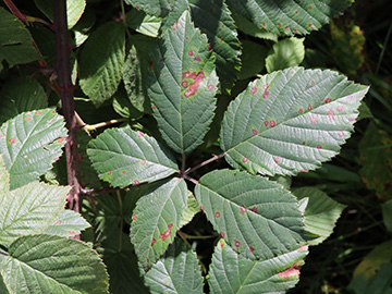 Rubus amiantinus
