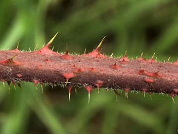 Rubus asperidens