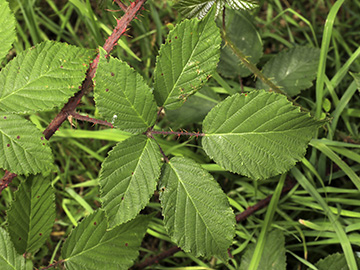Rubus asperidens