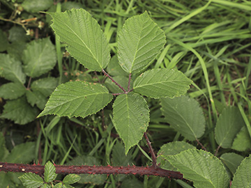 Rubus asperidens