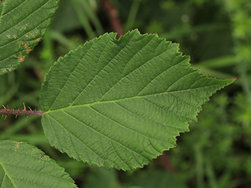 Rubus asperidens