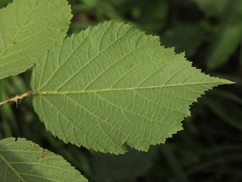 Rubus asperidens