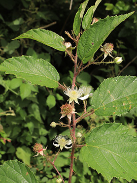 Rubus asperidens