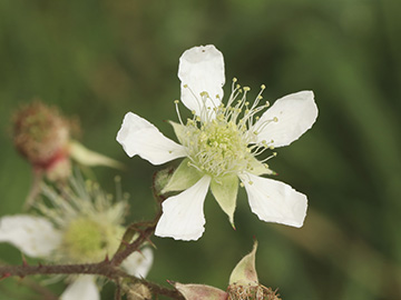Rubus asperidens