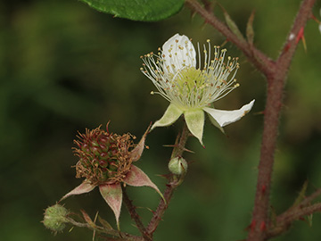 Rubus asperidens