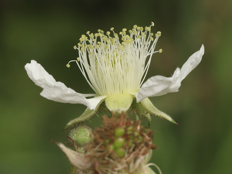 Rubus asperidens