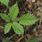 Rubus bombycinus - Seidenhaarige Brombeere