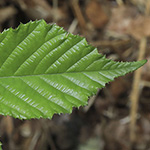 Rubus bombycinus - Seidenhaarige Brombeere