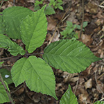 Rubus bombycinus - Seidenhaarige Brombeere