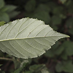 Rubus bombycinus - Seidenhaarige Brombeere