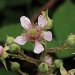 Rubus bombycinus - Seidenhaarige Brombeere