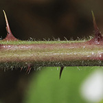 Rubus bombycinus - Seidenhaarige Brombeere