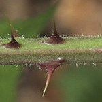 Rubus bombycinus - Seidenhaarige Brombeere