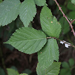 Rubus braeuckeri - Bräucker-Brombeere