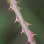 Rubus braeuckeri - Bräucker-Brombeere