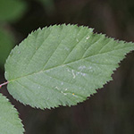 Rubus braeuckeri - Bräucker-Brombeere