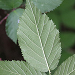 Rubus braeuckeri - Bräucker-Brombeere