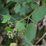 Rubus braeuckeri - Bräucker-Brombeere