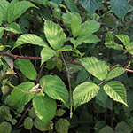 Rubus braeuckeri - Bräucker-Brombeere