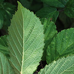 Rubus braeuckeri - Bräucker-Brombeere