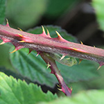Rubus braeuckeri - Bräucker-Brombeere