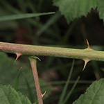 Rubus buescherianus - Büscher-Haselblattbrombeere