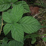 Rubus buescherianus - Büscher-Haselblattbrombeere