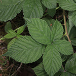 Rubus buescherianus - Büscher-Haselblattbrombeere