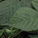 Rubus buescherianus - Büscher-Haselblattbrombeere
