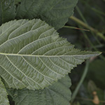 Rubus buescherianus - Büscher-Haselblattbrombeere