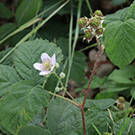 Rubus buescherianus - Büscher-Haselblattbrombeere