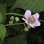 Rubus buescherianus - Büscher-Haselblattbrombeere