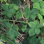 Rubus calvus - Kahlköpfige Haselblattbrombeere
