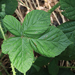 Rubus calvus - Kahlköpfige Haselblattbrombeere