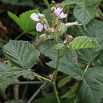 Rubus calvus - Kahlköpfige Haselblattbrombeere
